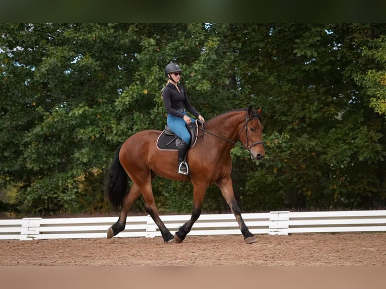 Other Warmbloods Mix Gelding 5 years 17,1 hh Bay in Clover Other Warmbloods Mix Gelding 5 years 17,1 hh Bay in Clover