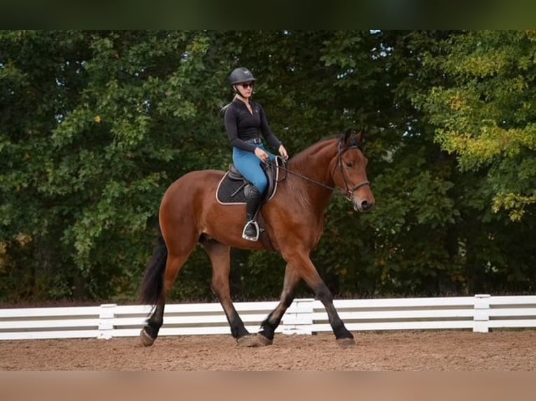 Other Warmbloods Mix Gelding 5 years 17,1 hh Bay in Clover Other Warmbloods Mix Gelding 5 years 17,1 hh Bay in Clover