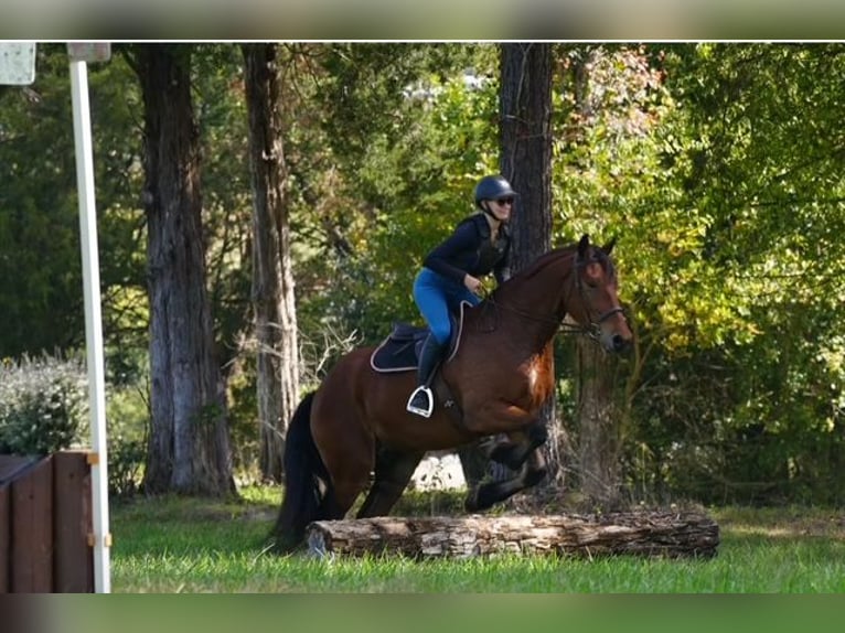 Other Warmbloods Mix Gelding 5 years 17,1 hh Bay in Clover Other Warmbloods Mix Gelding 5 years 17,1 hh Bay in Clover