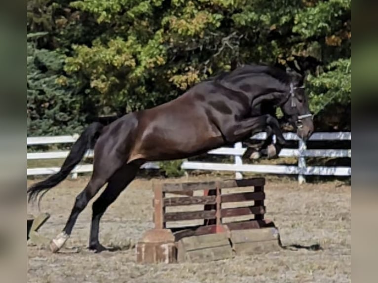 Other Warmbloods Gelding 5 years Bay in Lebanon