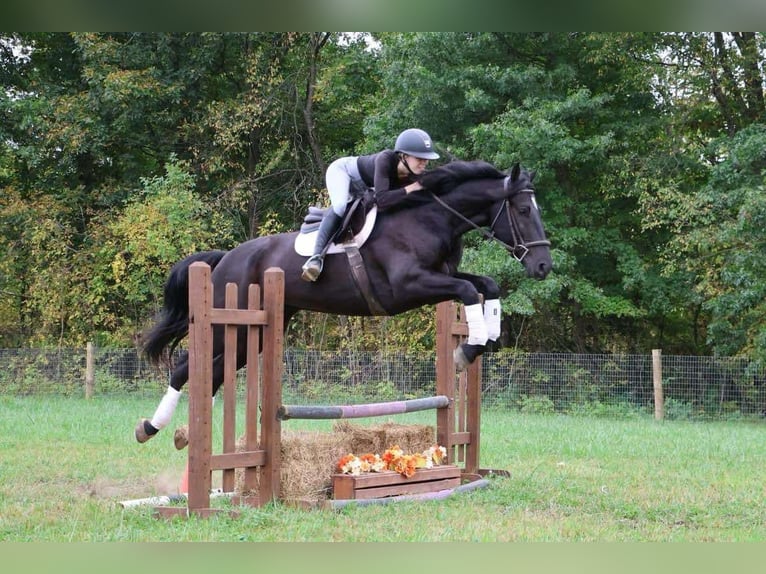 Other Warmbloods Gelding 5 years Black in Howell