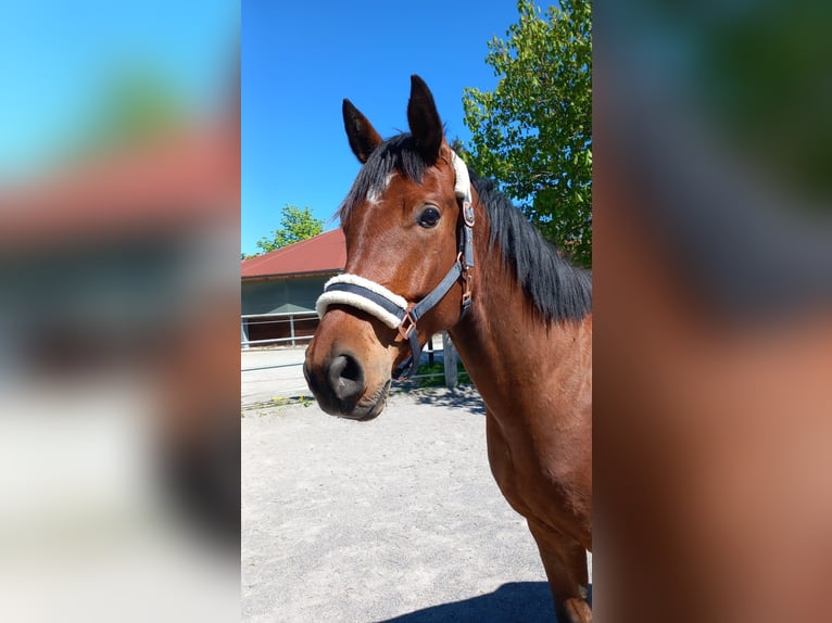 Other Warmbloods Gelding 5 years Brown in Reutte