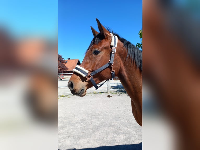 Other Warmbloods Gelding 5 years Brown in Reutte