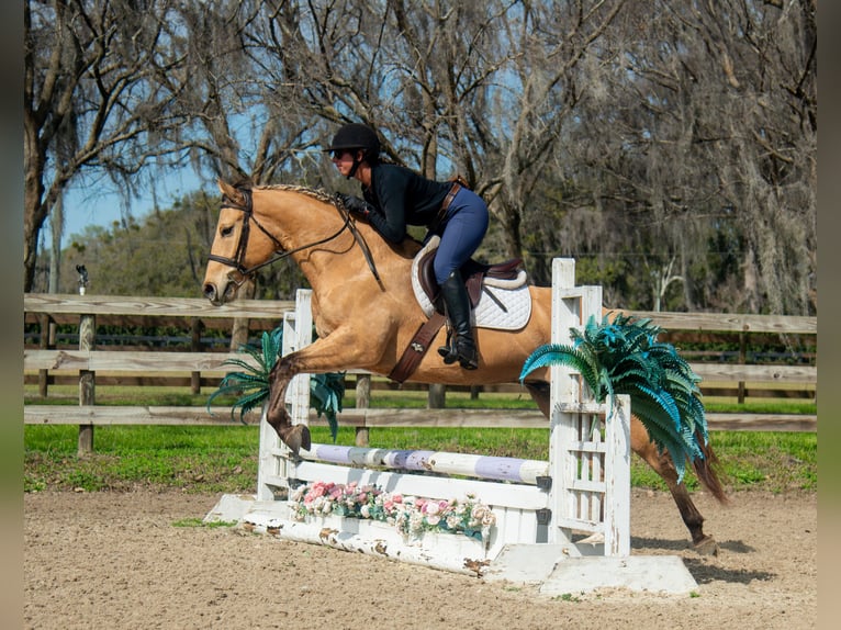 Other Warmbloods Mix Gelding 5 years Dun in Ocala