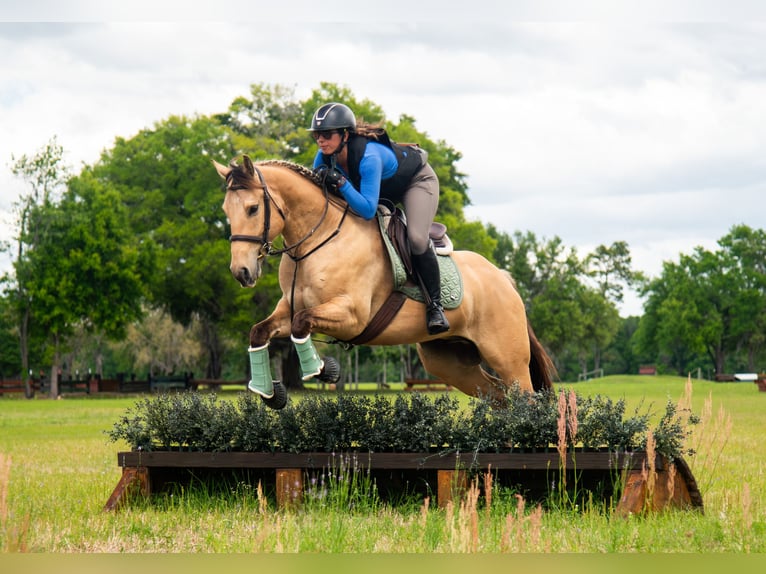 Other Warmbloods Mix Gelding 5 years Dun in Ocala