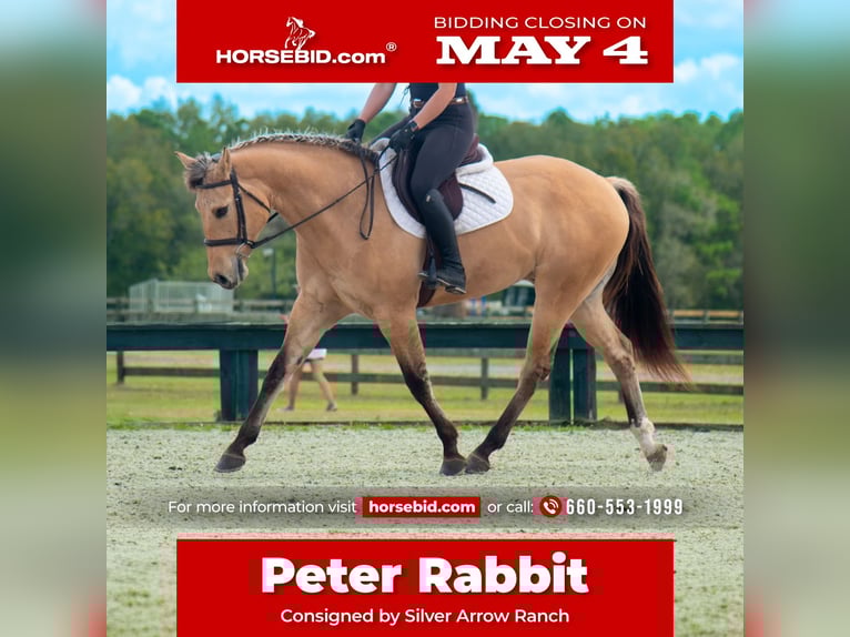 Other Warmbloods Mix Gelding 5 years Dun in Ocala