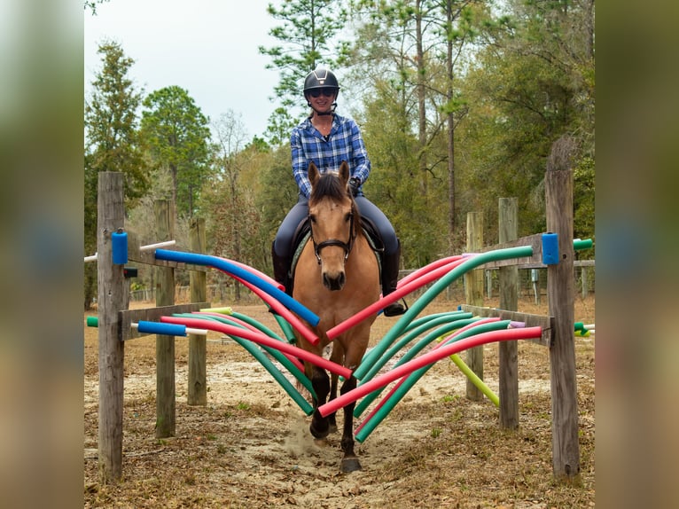 Other Warmbloods Mix Gelding 5 years Dun in Ocala