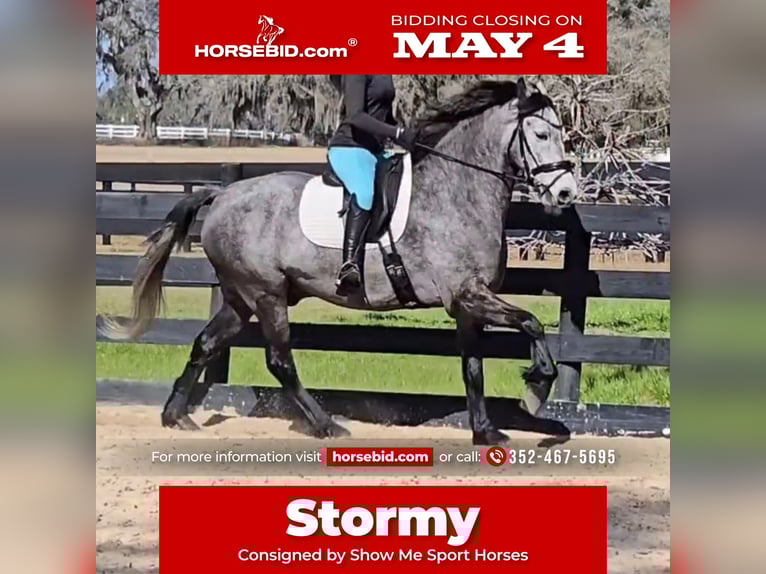 Other Warmbloods Mix Gelding 5 years Grey in Weirsdale