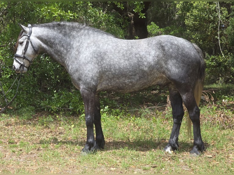 Other Warmbloods Mix Gelding 5 years Grey in Weirsdale