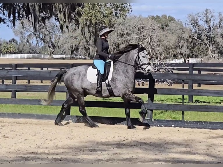 Other Warmbloods Mix Gelding 5 years Grey in Weirsdale