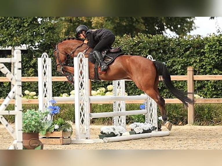 Other Warmbloods Gelding 6 years 14.2 hh Brown in Oost West en Middelbeers