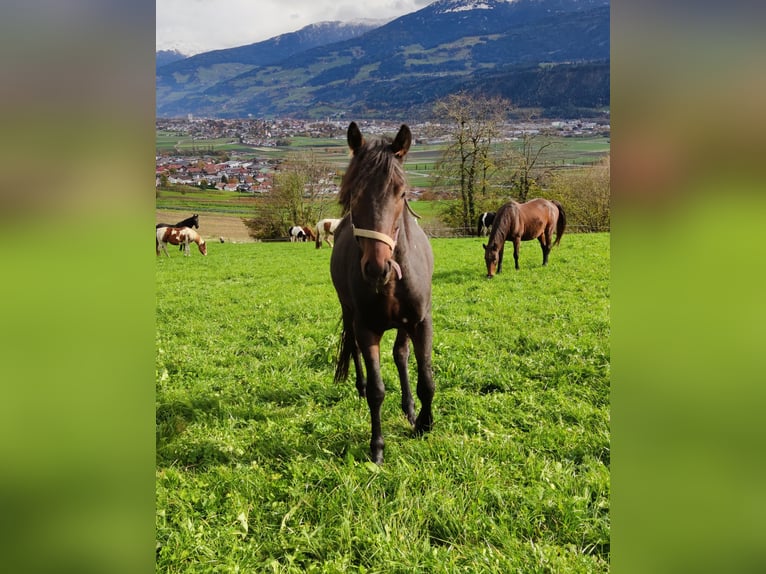 Other Warmbloods Gelding 6 years 14,2 hh Bay-Dark in Thaur