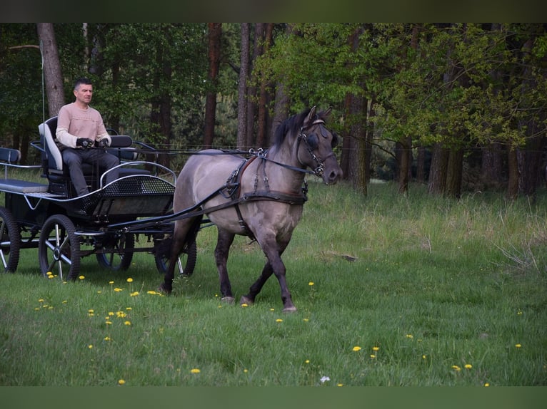 Other Warmbloods Mix Gelding 6 years 15.1 hh Buckskin in Chełmno