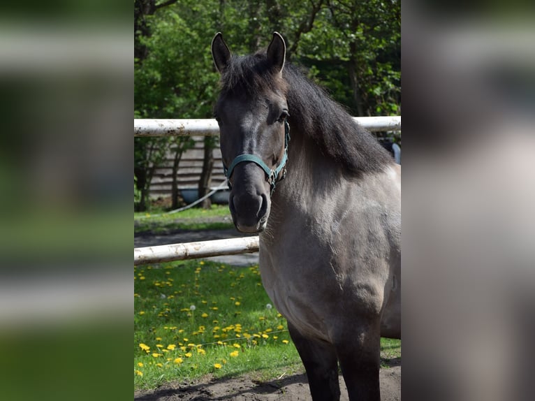 Other Warmbloods Mix Gelding 6 years 15.1 hh Buckskin in Chełmno
