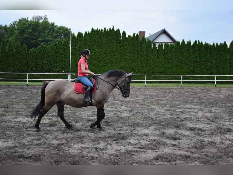 Other Warmbloods Mix Gelding 6 years 15.1 hh Dun in Chełmno