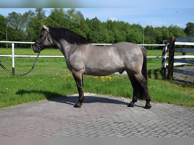 Other Warmbloods Mix Gelding 6 years 15.1 hh Dun in Chełmno