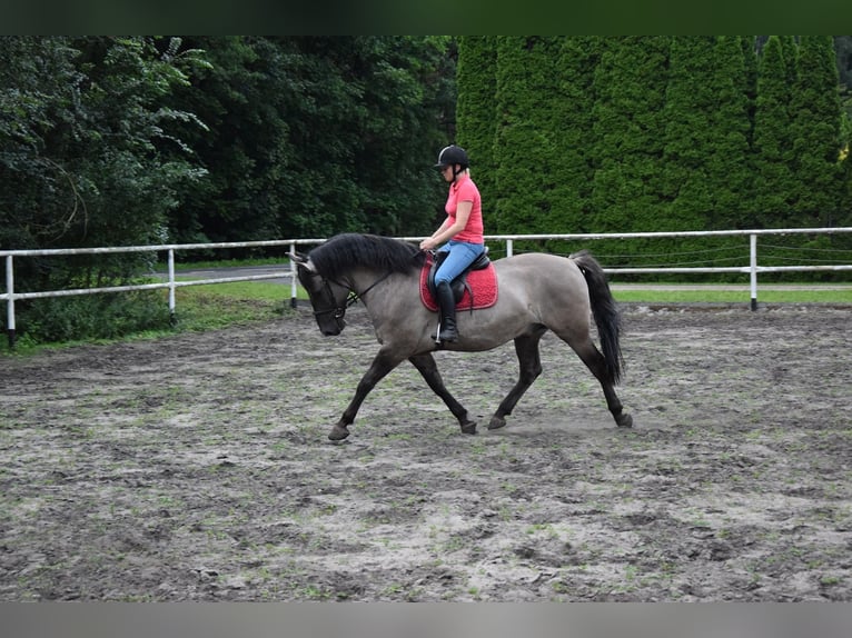 Other Warmbloods Mix Gelding 6 years 15.1 hh Dun in Chełmno