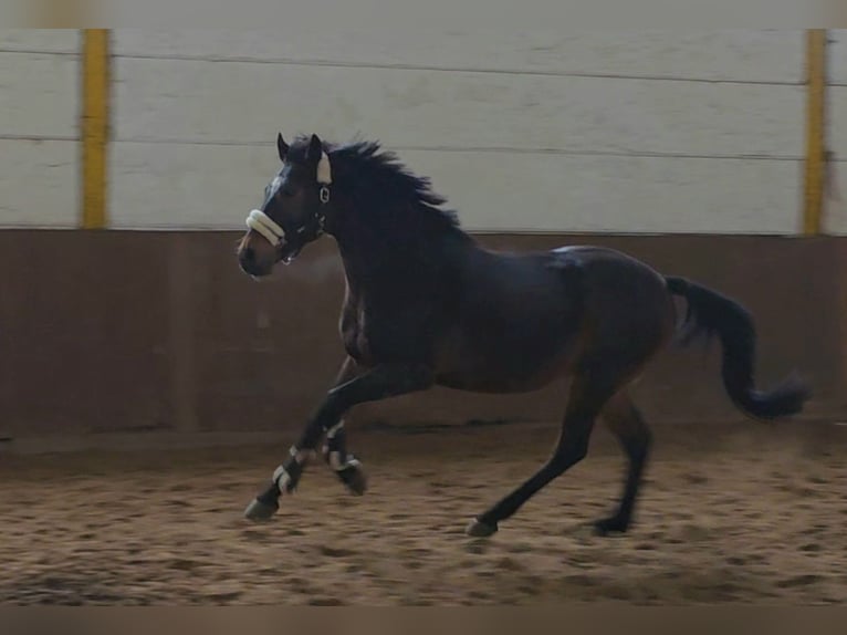 Other Warmbloods Gelding 6 years 15.2 hh Bay-Dark in Braunschweig