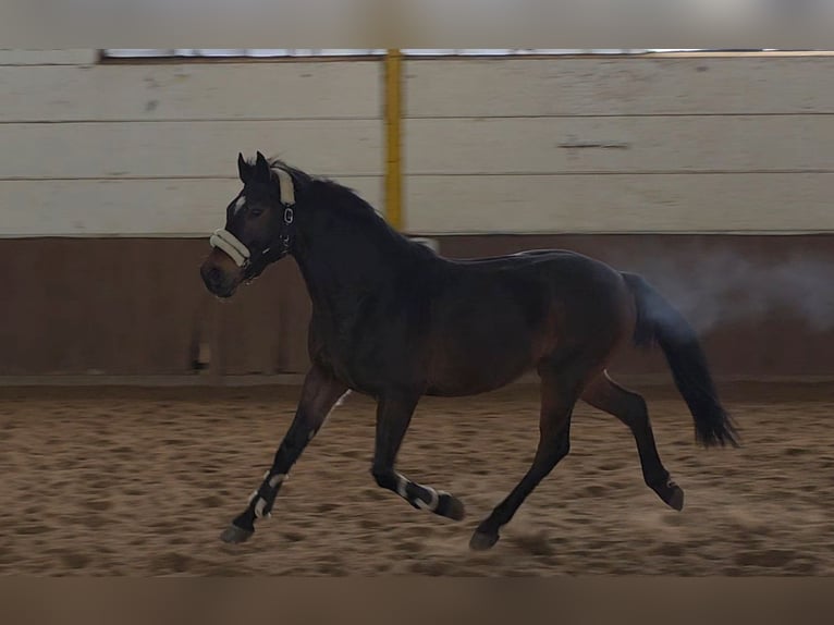 Other Warmbloods Gelding 6 years 15.2 hh Bay-Dark in Braunschweig