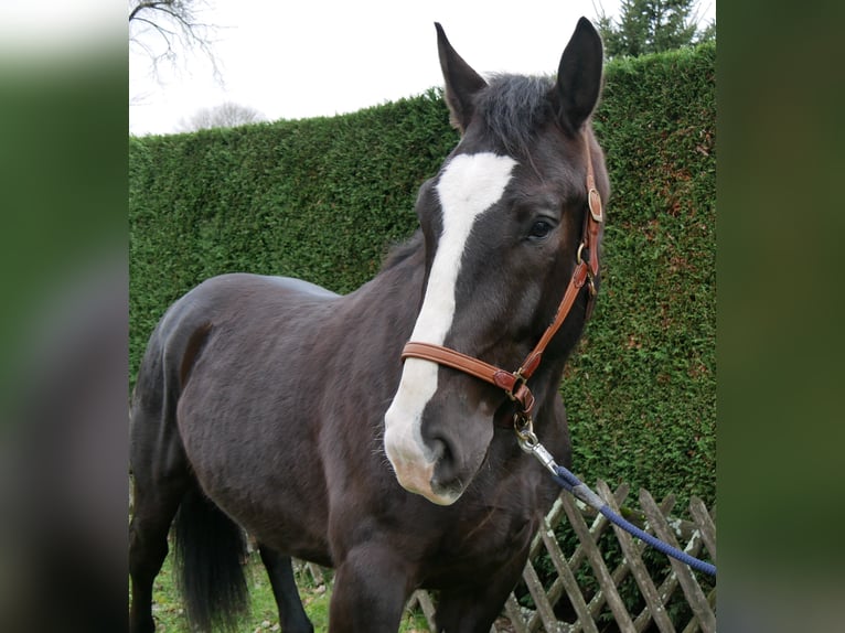 Other Warmbloods Mix Gelding 6 years 15.2 hh Black in Dorsten