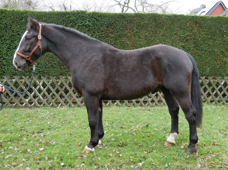 Other Warmbloods Mix Gelding 6 years 15.2 hh Black in Dorsten