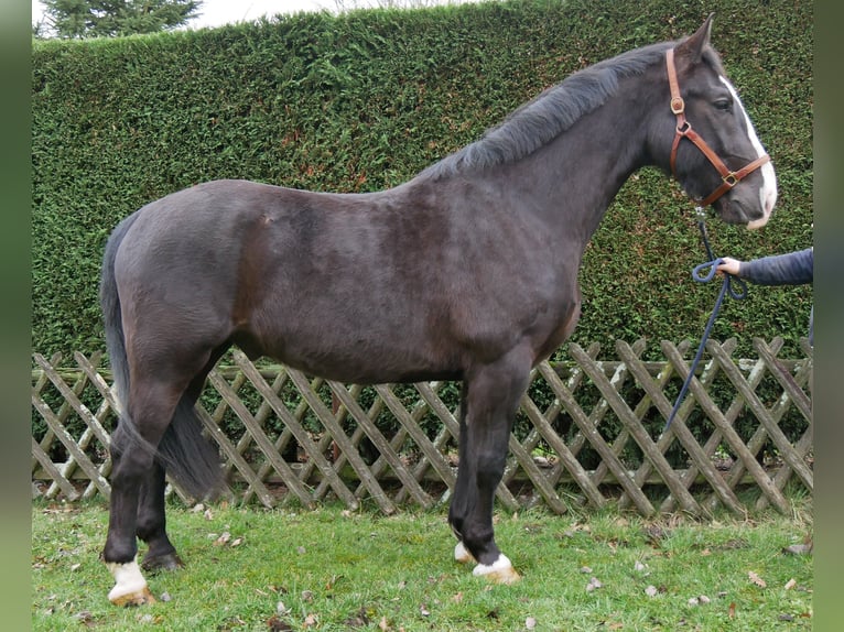 Other Warmbloods Mix Gelding 6 years 15.2 hh Black in Dorsten