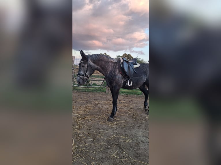 Other Warmbloods Gelding 6 years 15.2 hh  in Đakovo