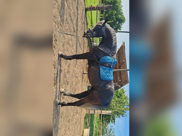 Other Warmbloods Gelding 6 years 15.2 hh  in Đakovo