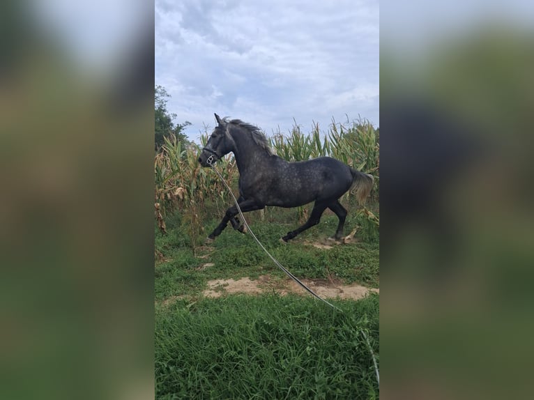 Other Warmbloods Gelding 6 years 15.2 hh  in Đakovo