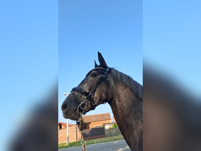 Other Warmbloods Gelding 6 years 15.2 hh  in Đakovo