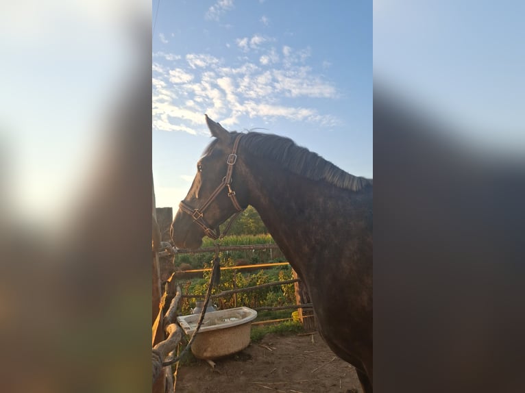 Other Warmbloods Gelding 6 years 15.2 hh  in Đakovo