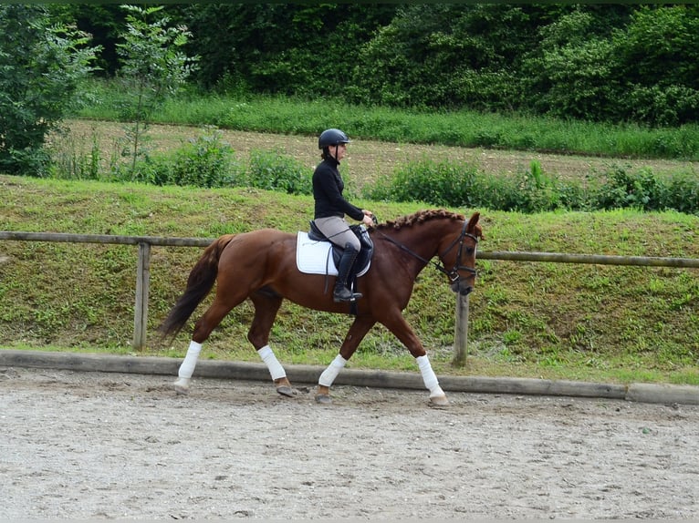 Other Warmbloods Gelding 6 years 15,3 hh Chestnut-Red in Wellheim