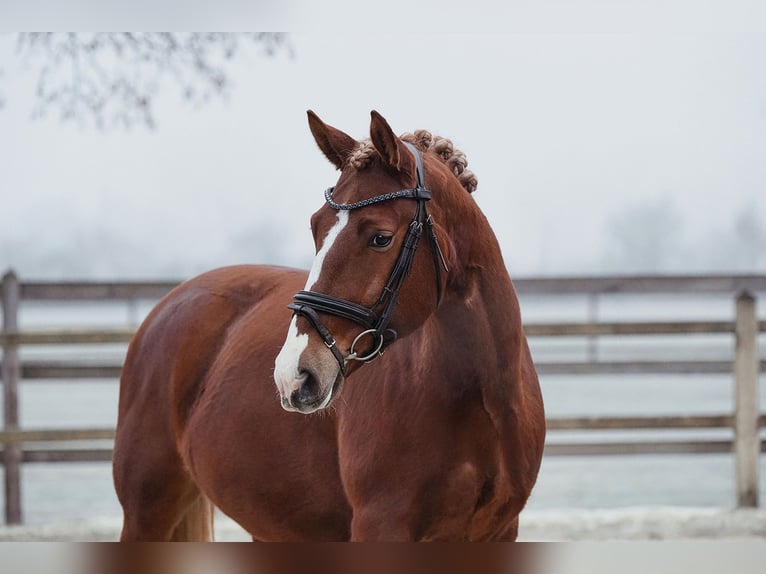 Other Warmbloods Gelding 6 years 15 hh Chestnut-Red in Riedstadt