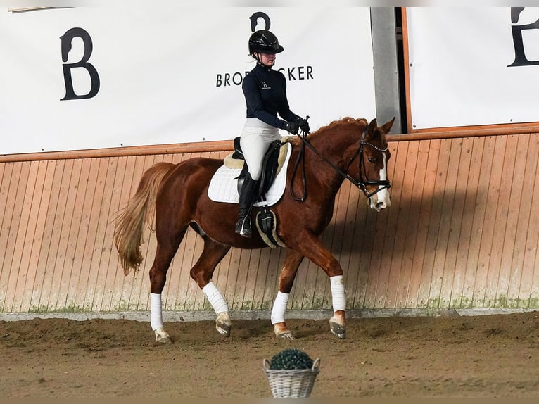 Other Warmbloods Gelding 6 years 15 hh Chestnut-Red in Riedstadt