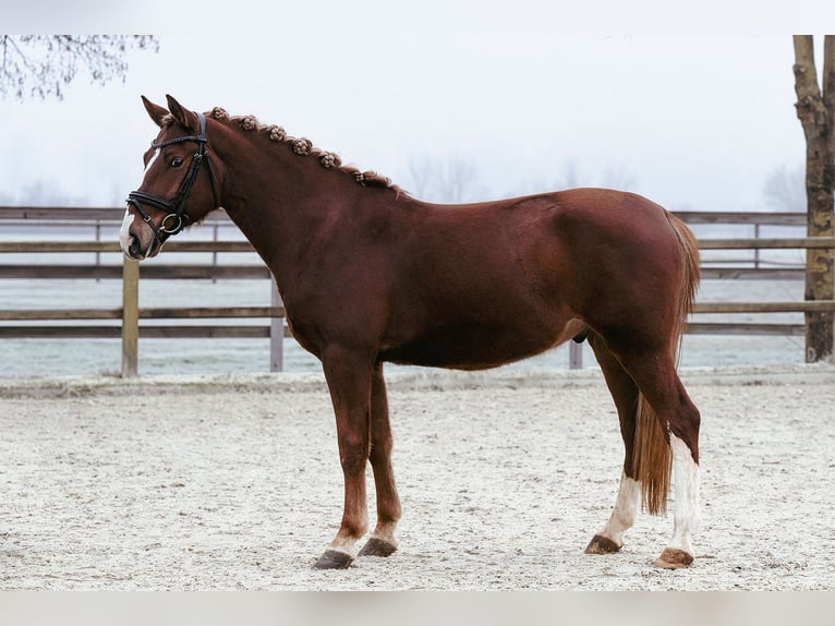 Other Warmbloods Gelding 6 years 15 hh Chestnut-Red in Riedstadt