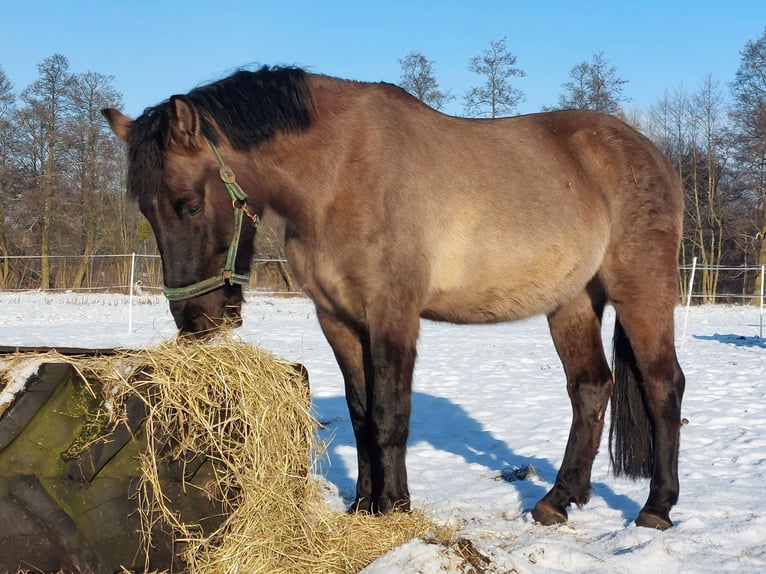 Other Warmbloods Mix Gelding 6 years 15,1 hh Buckskin in Chełmno