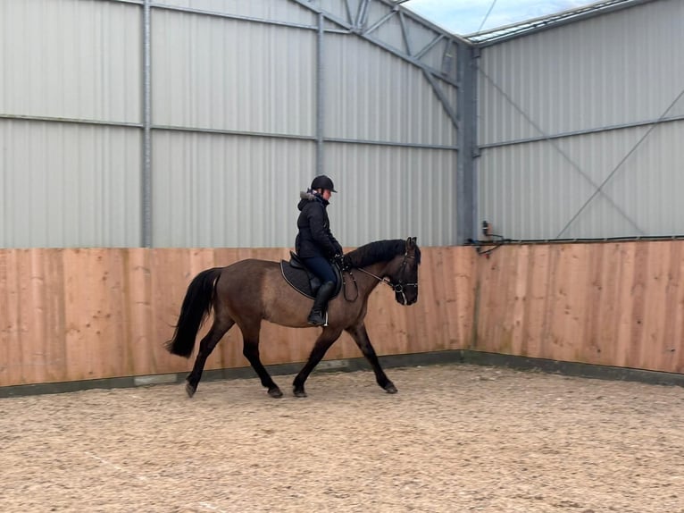 Other Warmbloods Gelding 6 years 15,1 hh Buckskin in Chełmno