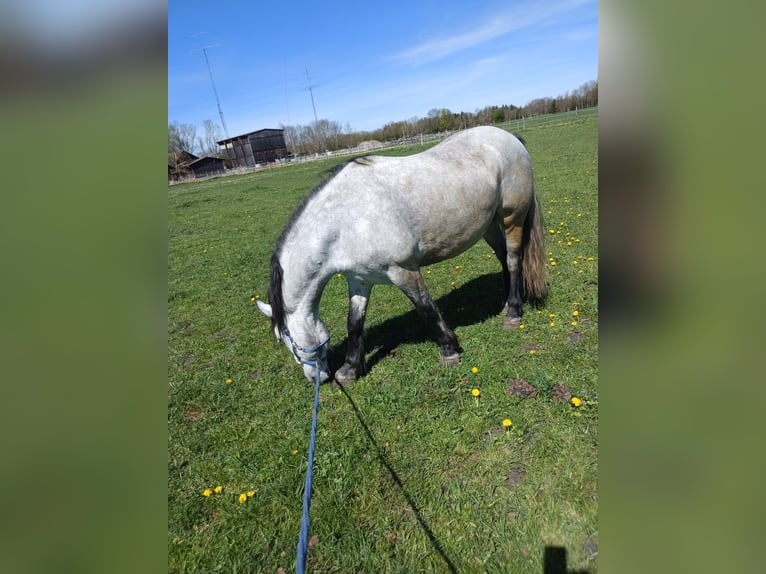 Other Warmbloods Gelding 6 years 15,1 hh Grey in Aichach