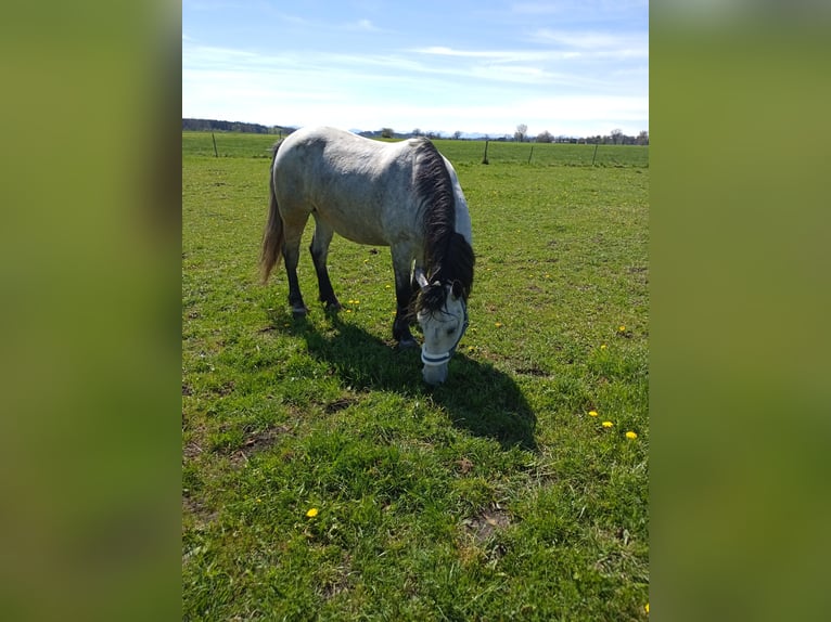 Other Warmbloods Gelding 6 years 15,1 hh Grey in Aichach