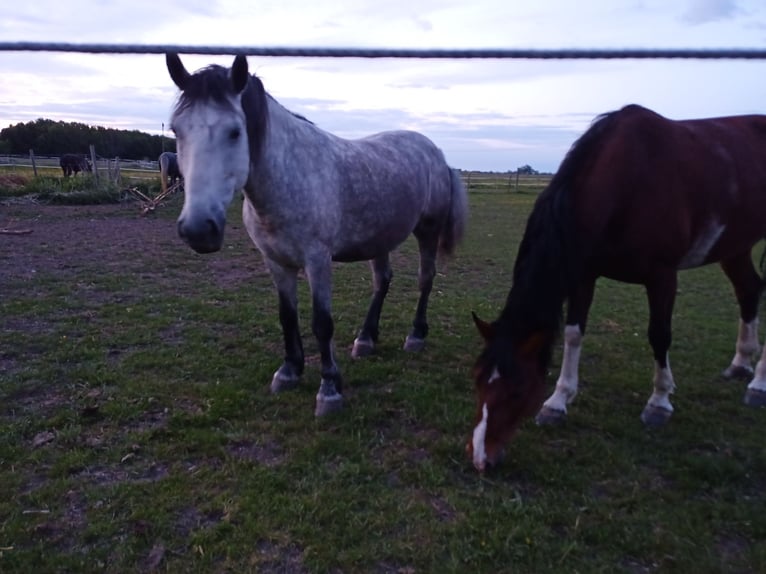 Other Warmbloods Gelding 6 years 15,1 hh Grey in Aichach
