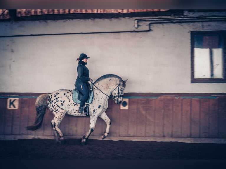 Other Warmbloods Gelding 6 years 15,1 hh Leopard-Piebald in M&#xFC;hlacker