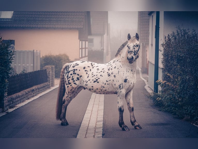 Other Warmbloods Gelding 6 years 15,1 hh Leopard-Piebald in M&#xFC;hlacker