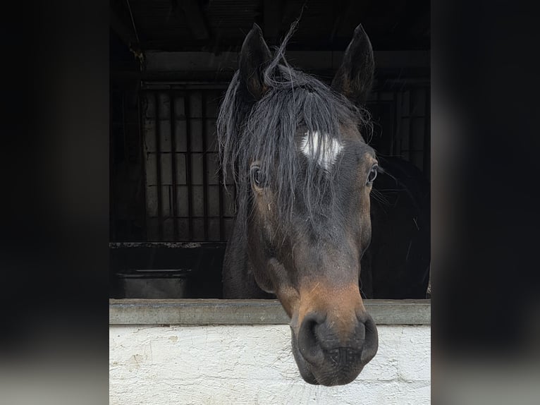 Other Warmbloods Gelding 6 years 15,2 hh Bay-Dark in Braunschweig