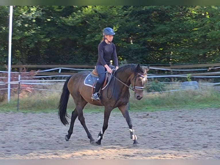 Other Warmbloods Gelding 6 years 15,2 hh Bay-Dark in Braunschweig
