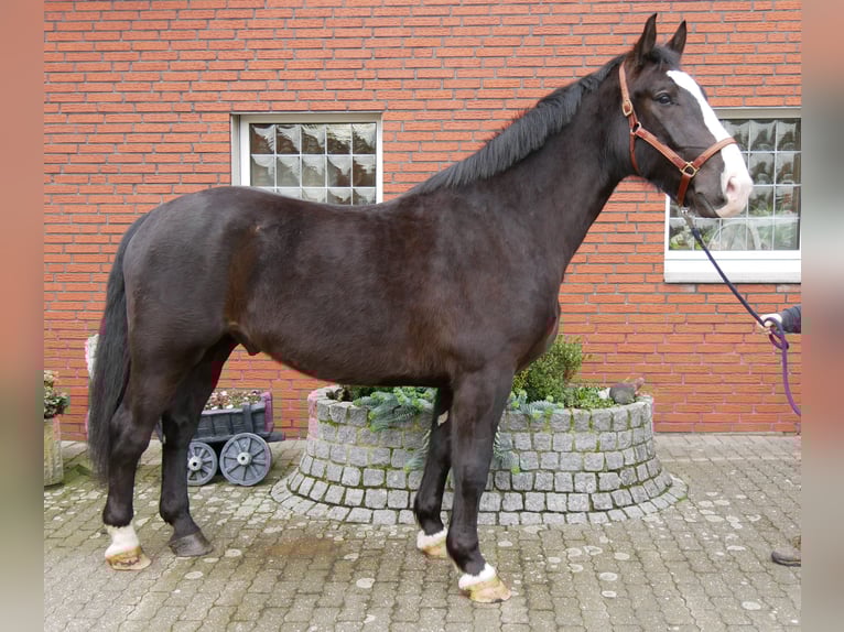 Other Warmbloods Mix Gelding 6 years 15,2 hh Black in Dorsten