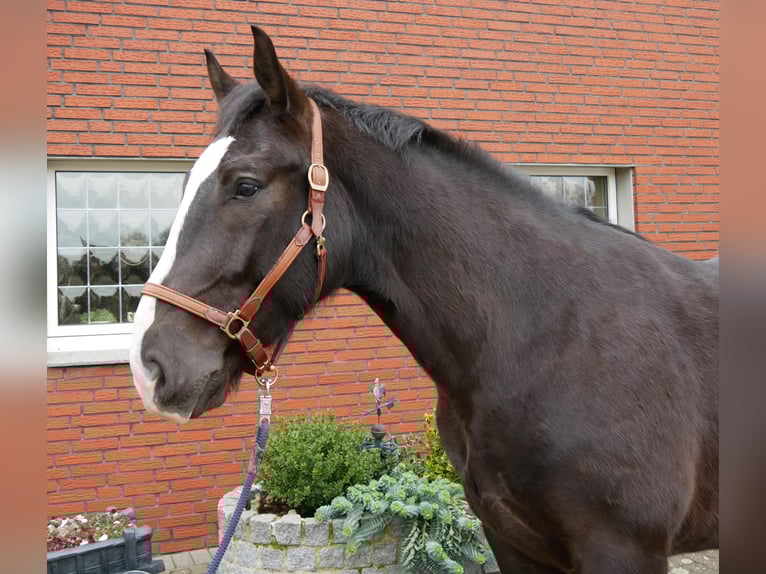Other Warmbloods Mix Gelding 6 years 15,2 hh Black in Dorsten
