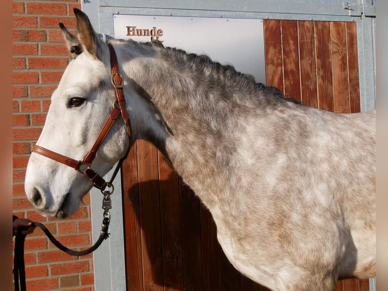 Other Warmbloods Gelding 6 years 15,2 hh Grey-Dapple in Dorsten