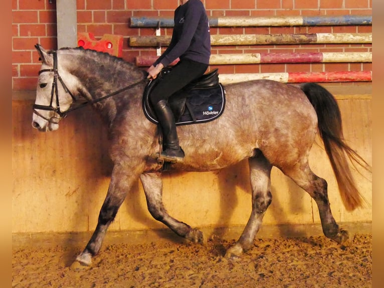 Other Warmbloods Gelding 6 years 15,2 hh Grey-Dapple in Dorsten