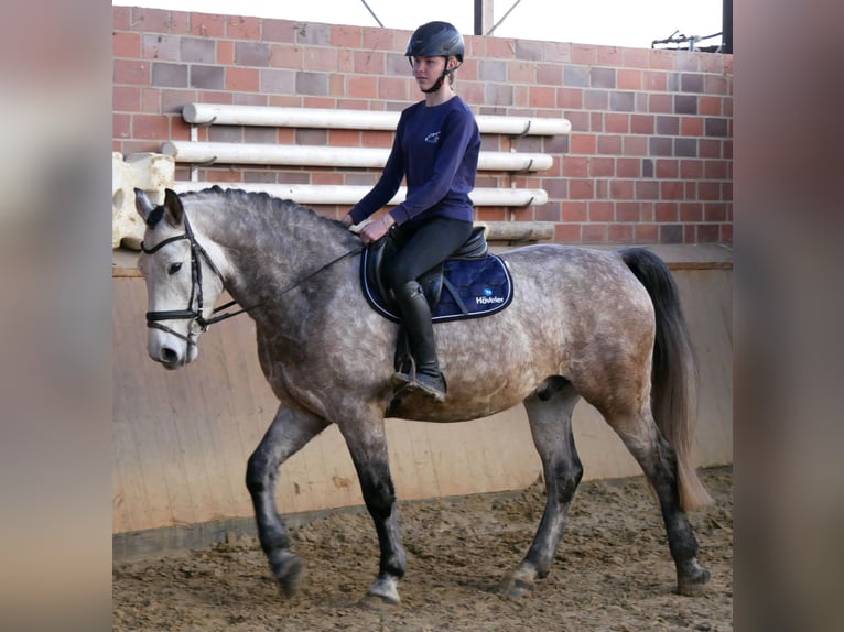 Other Warmbloods Gelding 6 years 15,2 hh Grey-Dapple in Dorsten