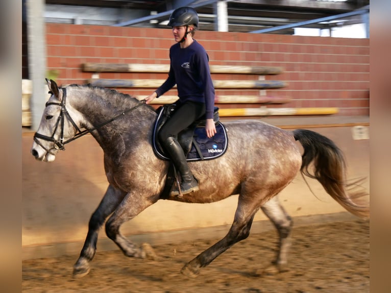 Other Warmbloods Gelding 6 years 15,2 hh Grey-Dapple in Dorsten